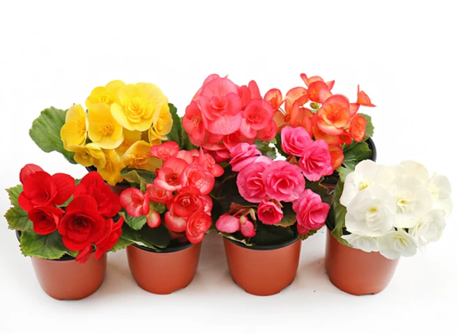 갑조네 꽃베고니아(소품)(랜덤)(4개), 랜덤, 1세트