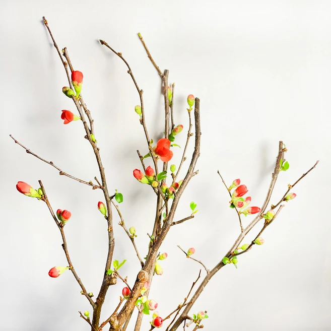 [코코 플라워] 산당화 명자나무 아가씨나무 생화택배 꽃배달싼곳 한단, 1개