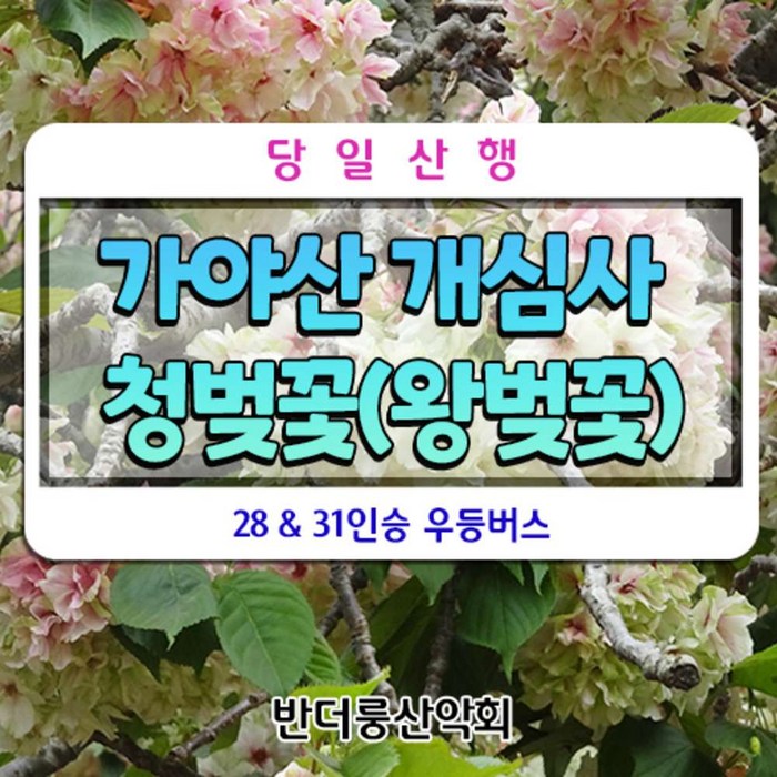 [충남 서산] 서산 가야산 개심사 청벚꽃(왕벚꽃) 28인승 리무진버스 대표 이미지 - 벚꽃 명소 추천