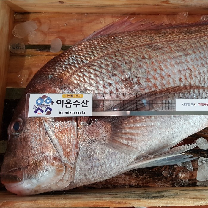 자연산 선어 생물 참돔회/450g 내외 대표 이미지 - 참돔 회 추천