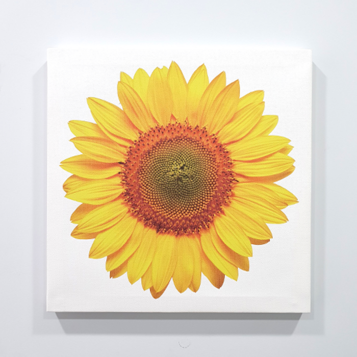 피노마켓 행운의 해바라기 캔버스 액자, 소형 : 30cm x 30cm (두께 2cm) 대표 이미지 - 풍수 해바라기 추천