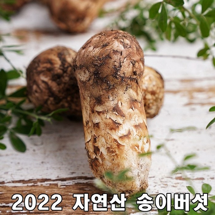 2022년 최고급 자연산 송이 버섯 자연 추석 설날 명절 선물세트 특등품, 1등급7-9cm 500g 대표 이미지 - 자연산 송이버섯 추천