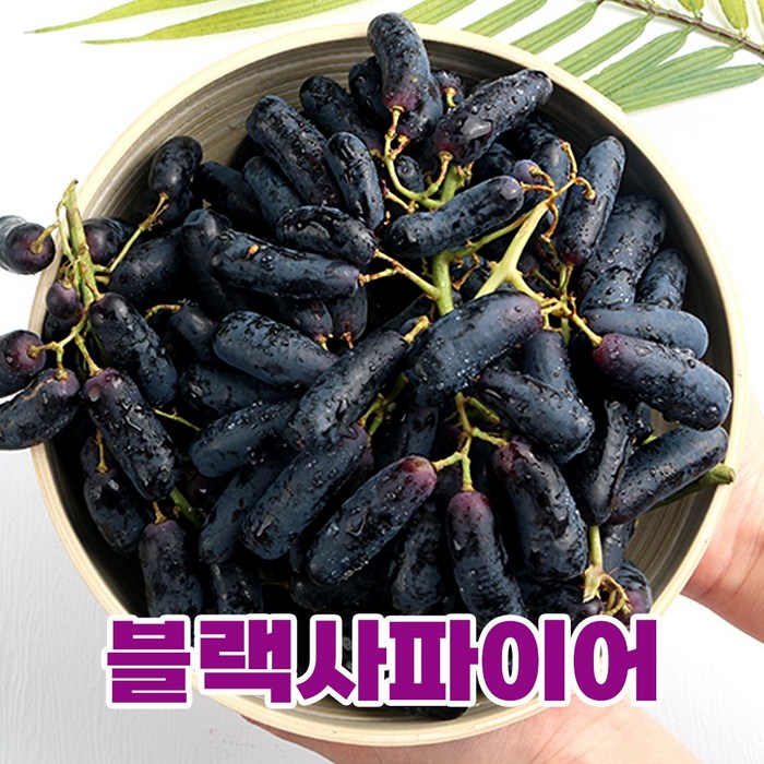 푸릇푸릇 고당도 가지포도 블랙사파이어 포도 씨없는포도 스윗사파이어 1kg, 1.블랙 사파이어 포도 1kg(1팩) 대표 이미지 - 포도 추천