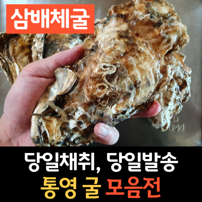 당일배송 통영 석화 굴 5kg 10kg 각굴 하프셀 삼배체굴 가리비 찜용 구이용, 4-1. 삼배체굴 3kg 대표 이미지 - 석화 굴 추천