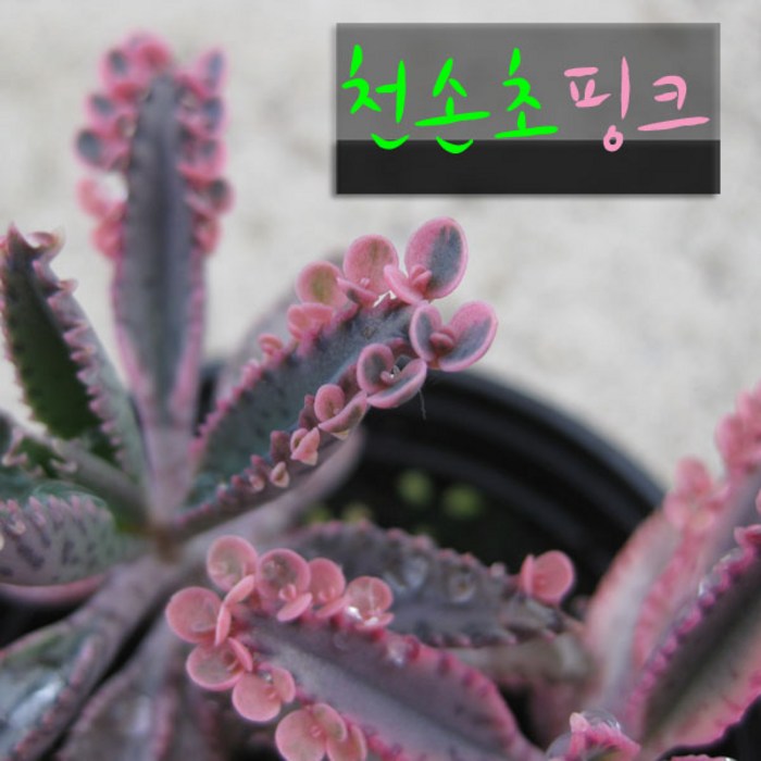 천손초 핑크 (Kalanchoe 불사조핑크) 지름 9cm 소품 다육화분, 1개 대표 이미지 - 다육이 추천