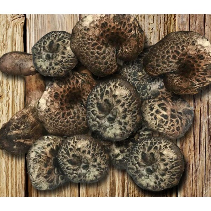티벳농부 냉동 능이버섯 2kg, A급 2kg, 1개 대표 이미지 - 자연산 송이버섯 추천