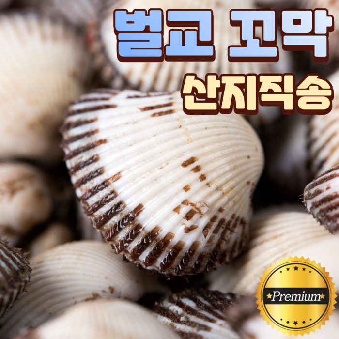 산지직송 벌교 꼬막 제철 큰 새꼬막 참꼬막 상품 1kg 3kg 5kg 7kg 10kg, 꼬막 1kg 대표 이미지 - 꼬막 추천