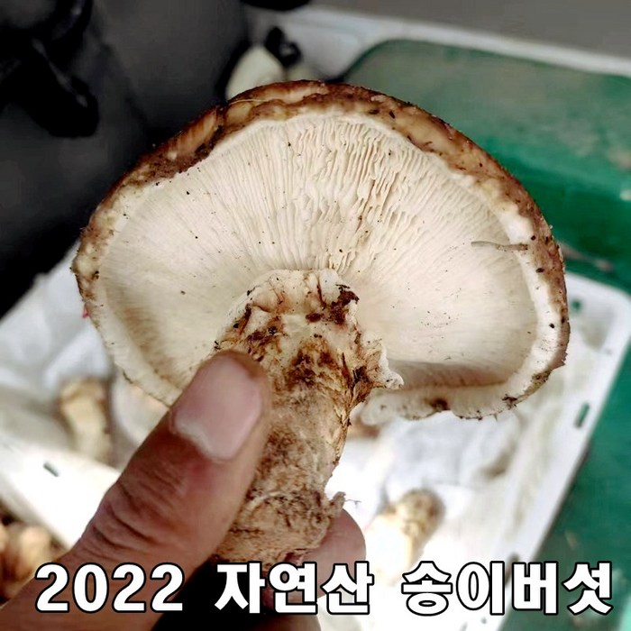 2022년 최고급 자연산 송이 버섯 자연 추석 설날 명절 선물세트 500g, 가정용 500g 대표 이미지 - 자연산 송이버섯 추천