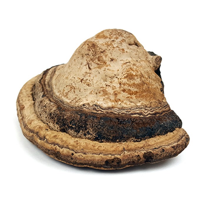 국내산 말굽버섯 1kg, 1개 대표 이미지 - 말굽버섯 추천