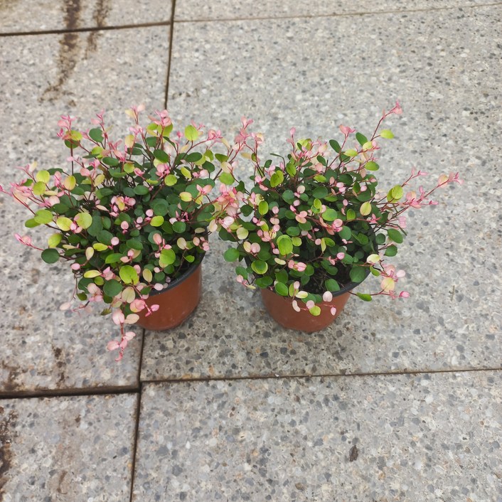 핑크트리안2개묶음