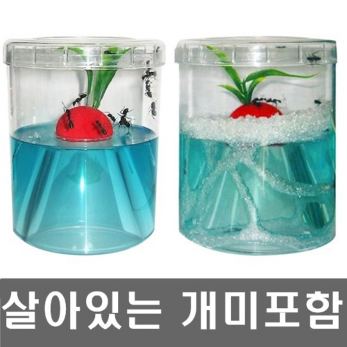 개미키우기세트개미포함개미집 앤트빌곤충키우기관찰 개미키우기세트개미포함개미집 앤트빌곤충키우기관찰