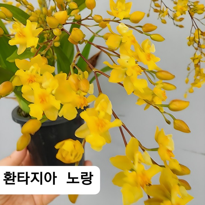 환타지아 상신골드