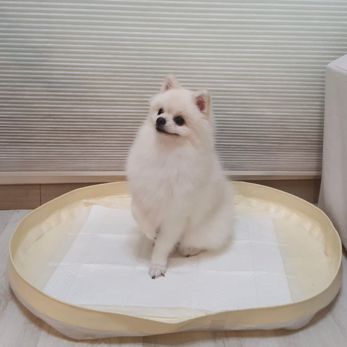 피피 강아지 애견 수컷 배변판 배변매트 방수 화장실