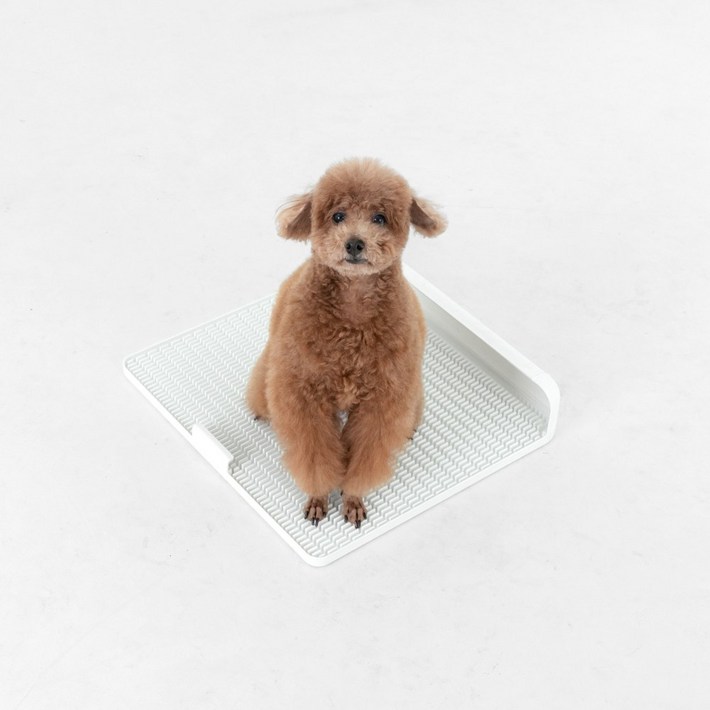 독톡 강아지 배변판 M 표준형 패드없이사용