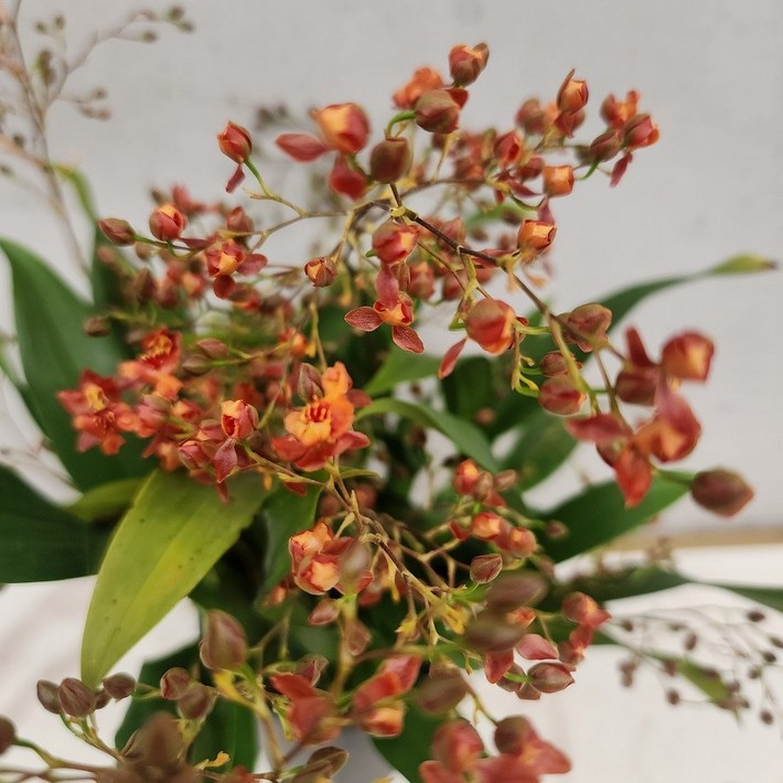 부자농원 환타지아 레드