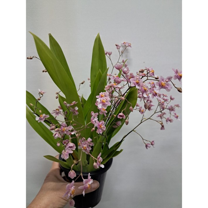 환타지아 핑크 신품종 서양난 꽃대없음 할인중