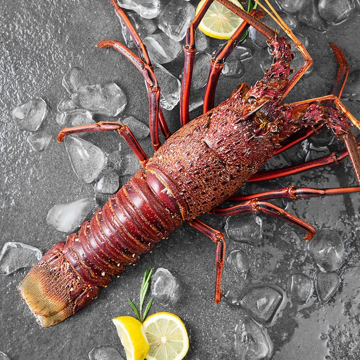 바이킹 마켓 스파이니 랍스타, 1220~1800g, 1개