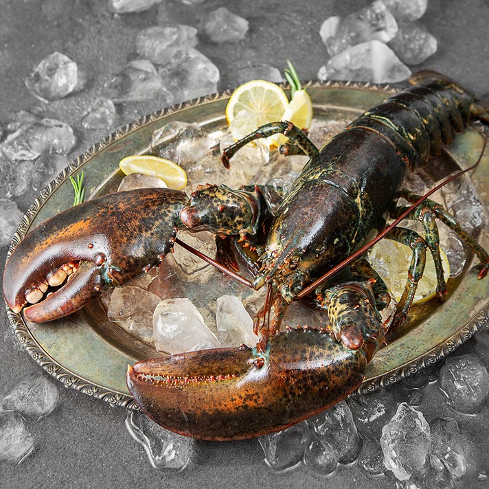 바이킹 마켓 활 랍스타, 1.5kg이상, 1개