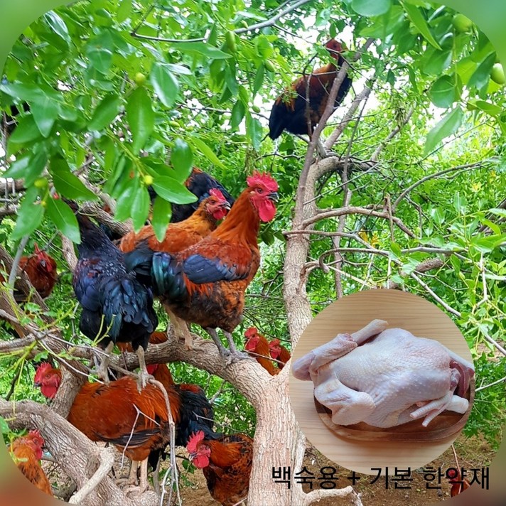 토종닭 백숙용 2.3kg-2.8kg 주문즉시 손질 오후5시마감 당일발송 수요일휴무 백숙용 제사용 생닭 장닭 한약재무료제공 살아있닭