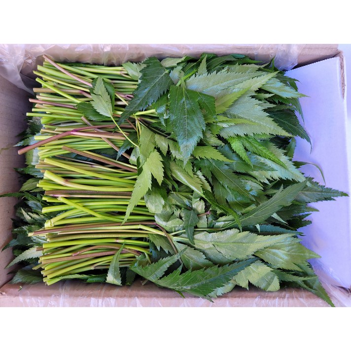 야채왕 국산 당귀 쌈채소 건강채소 짱아치 당귀잎 500g 1kg, 당귀500g