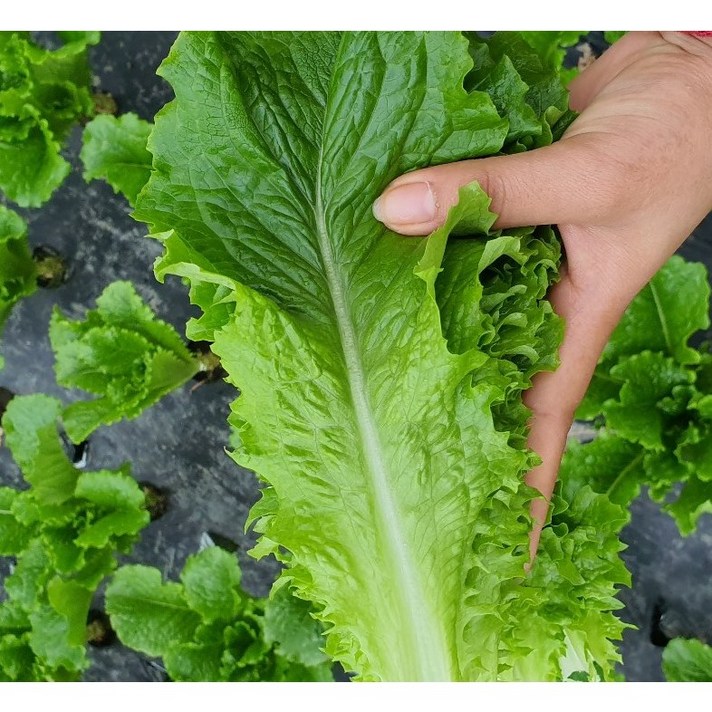 논산 청상추 농가직송 당일출발 아삭이 1kg 2kg, 1개