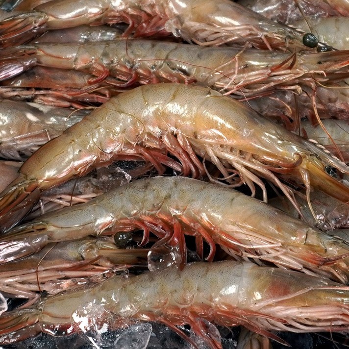  대천해 자연산 대하 1kg, 1개 