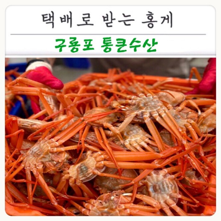 [구룡포 통큰수산] 자숙 연지홍게 B품 4kg (16~20미) 라면용 육수용 다리살빼먹기용 다리 수율 7~80% 당일발송 또는 순차배송 포항 홍게 가성비 산지직송 선주직송, 16~20마리