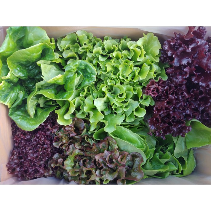 유럽상추 샐러드상추 유럽샐러드 500g.1kg.2kg 혼합세트, 유럽샐러드상추1kg(3종이상)