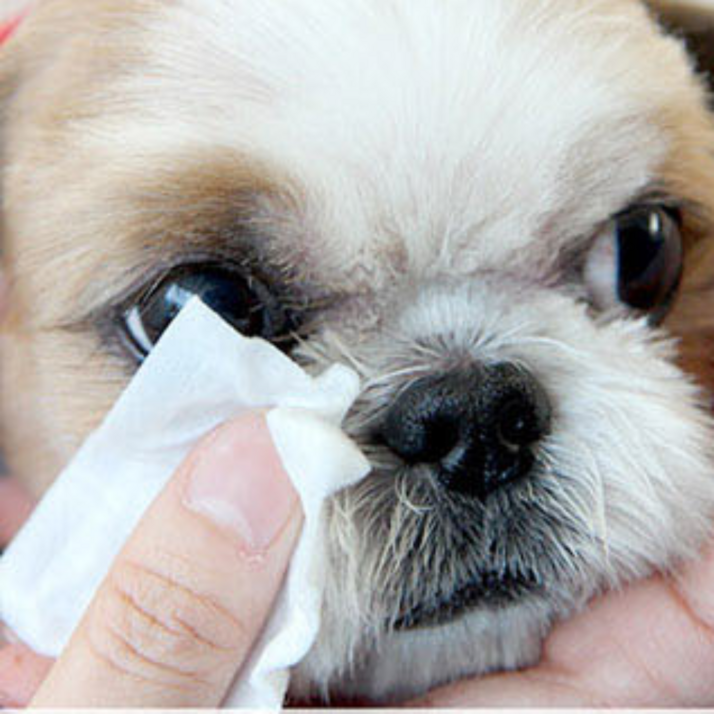 강아지눈물자국지우기 말티즈눈물자국 강아지눈물냄새 비숑눈물자국 강아지눈물파우더