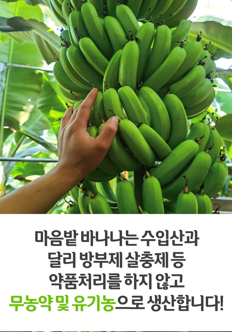 친환경 마음밭 국내산 이유식 무농약 유기농 쫀득 달달 초록 후숙 바나나 1.5kg 2.5kg 10kg, 초록바나나 2.5k..., 1개 - 바나나 | 쿠팡